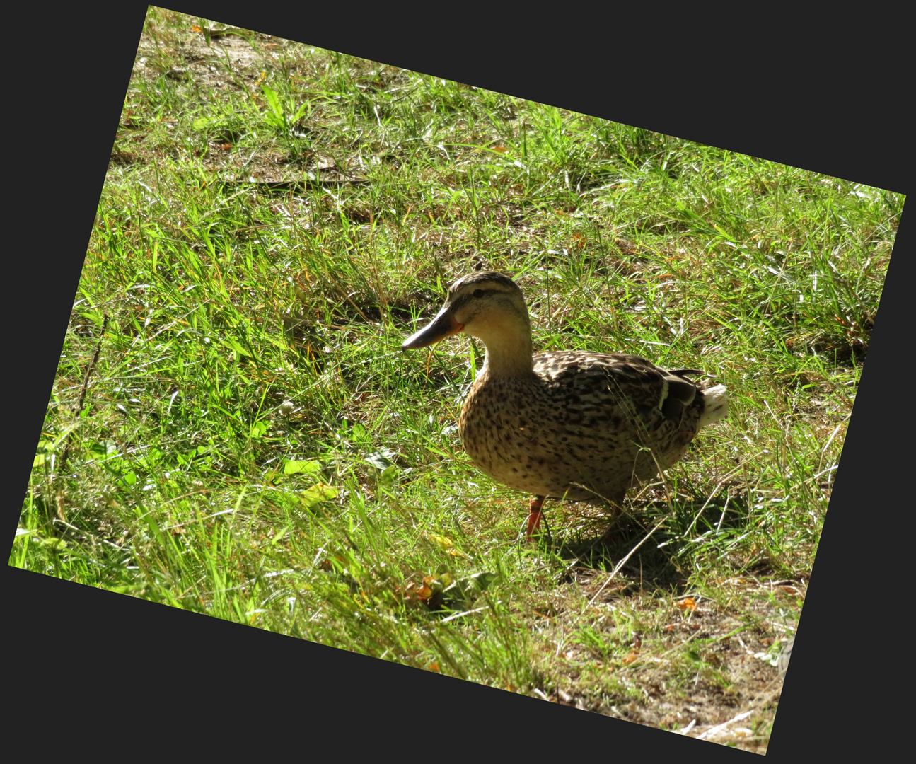 Ente am  Badesee ...