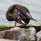 Ente am Balaton