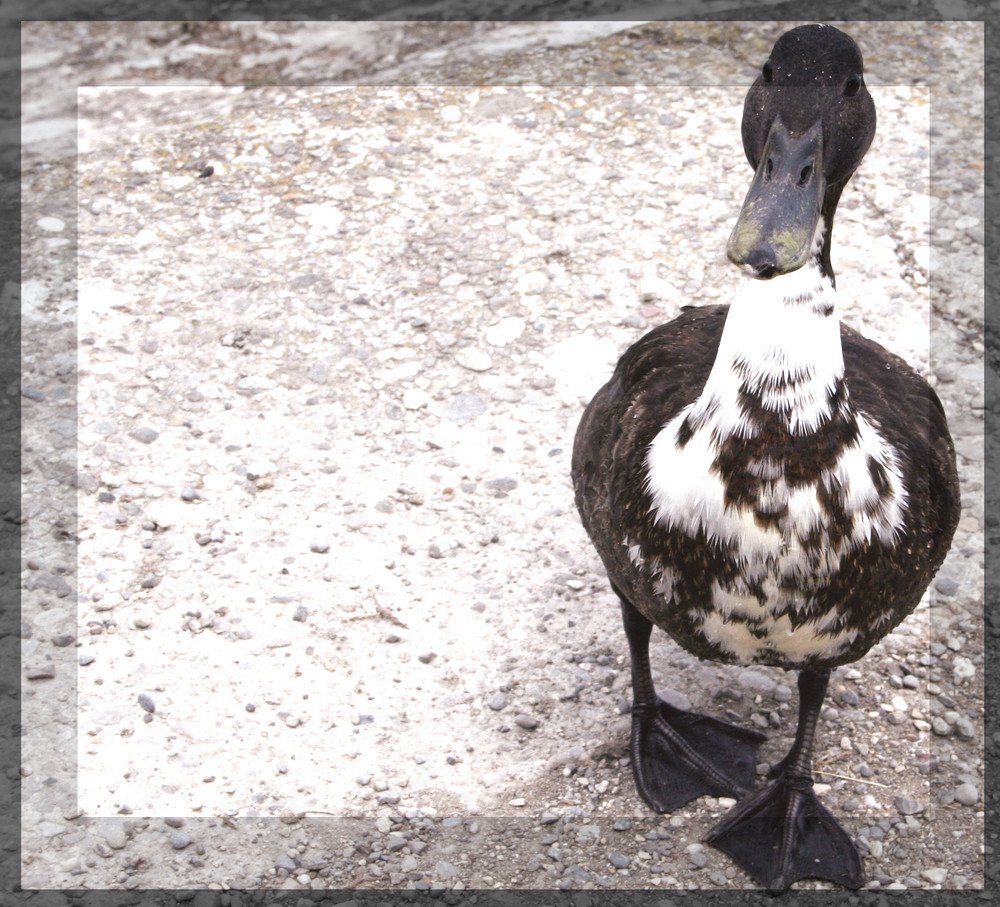 Ente am Bodensee