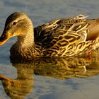 Ente am Bodensee