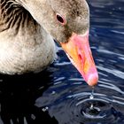 Ente am Chiemsee