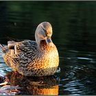 Ente am frühen Abend