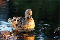 Ente am frühen Abend