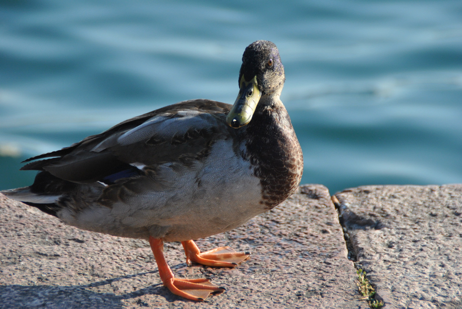 Ente am Gardasee