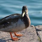 Ente am Gardasee