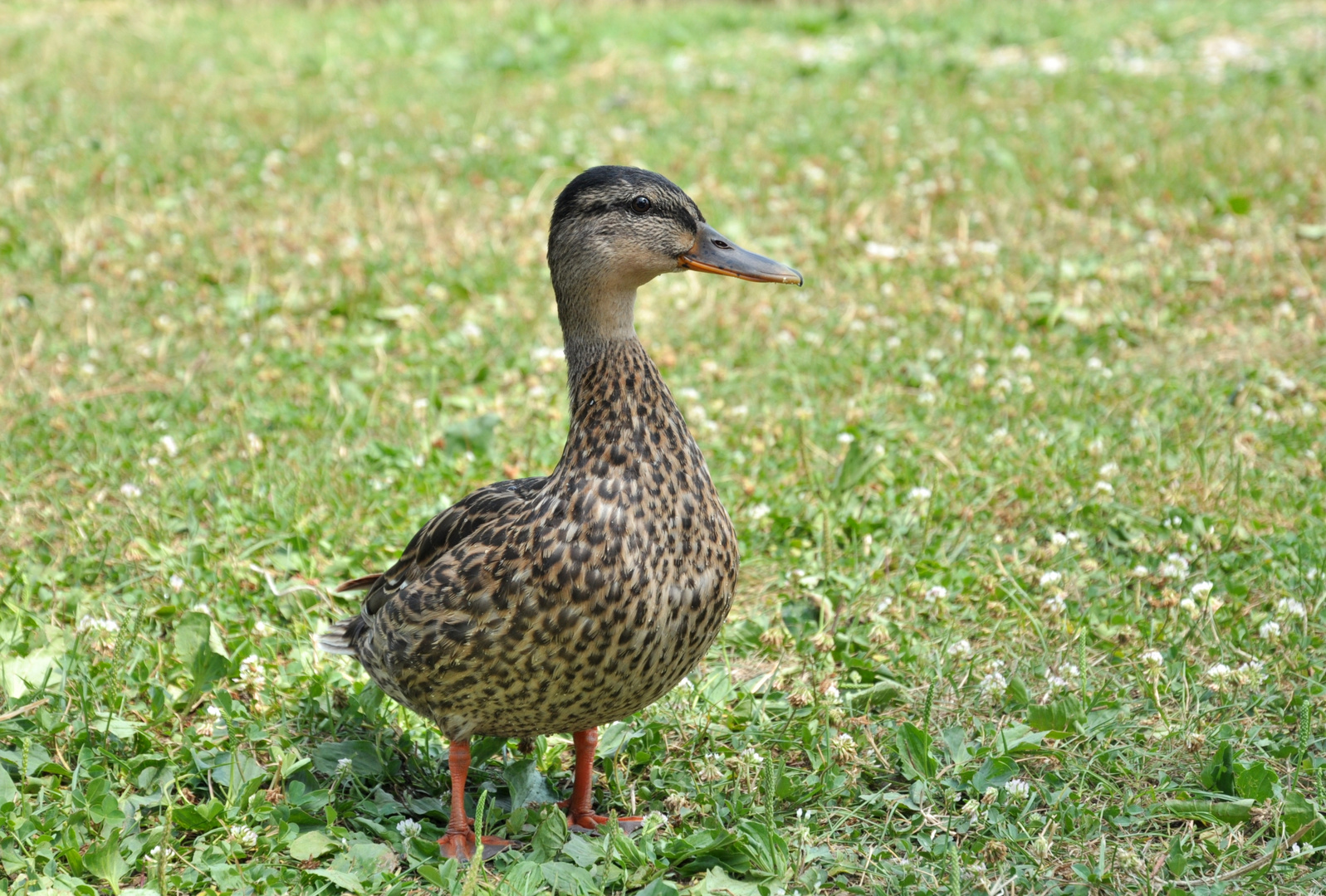 Ente am Gardasee