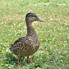 Ente am Gardasee