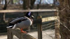 Ente am Geländer