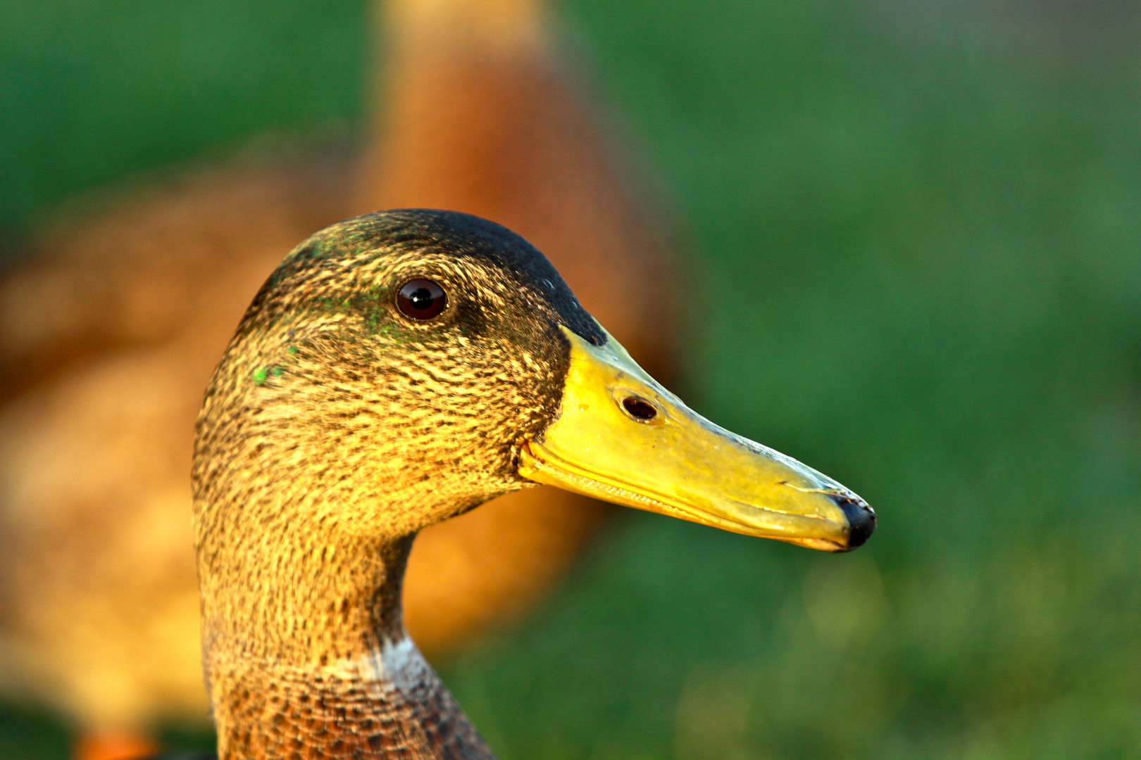 Ente am Genfersee