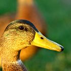 Ente am Genfersee