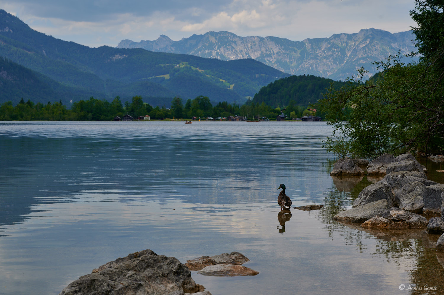 Ente am Halstättersee