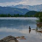 Ente am Halstättersee