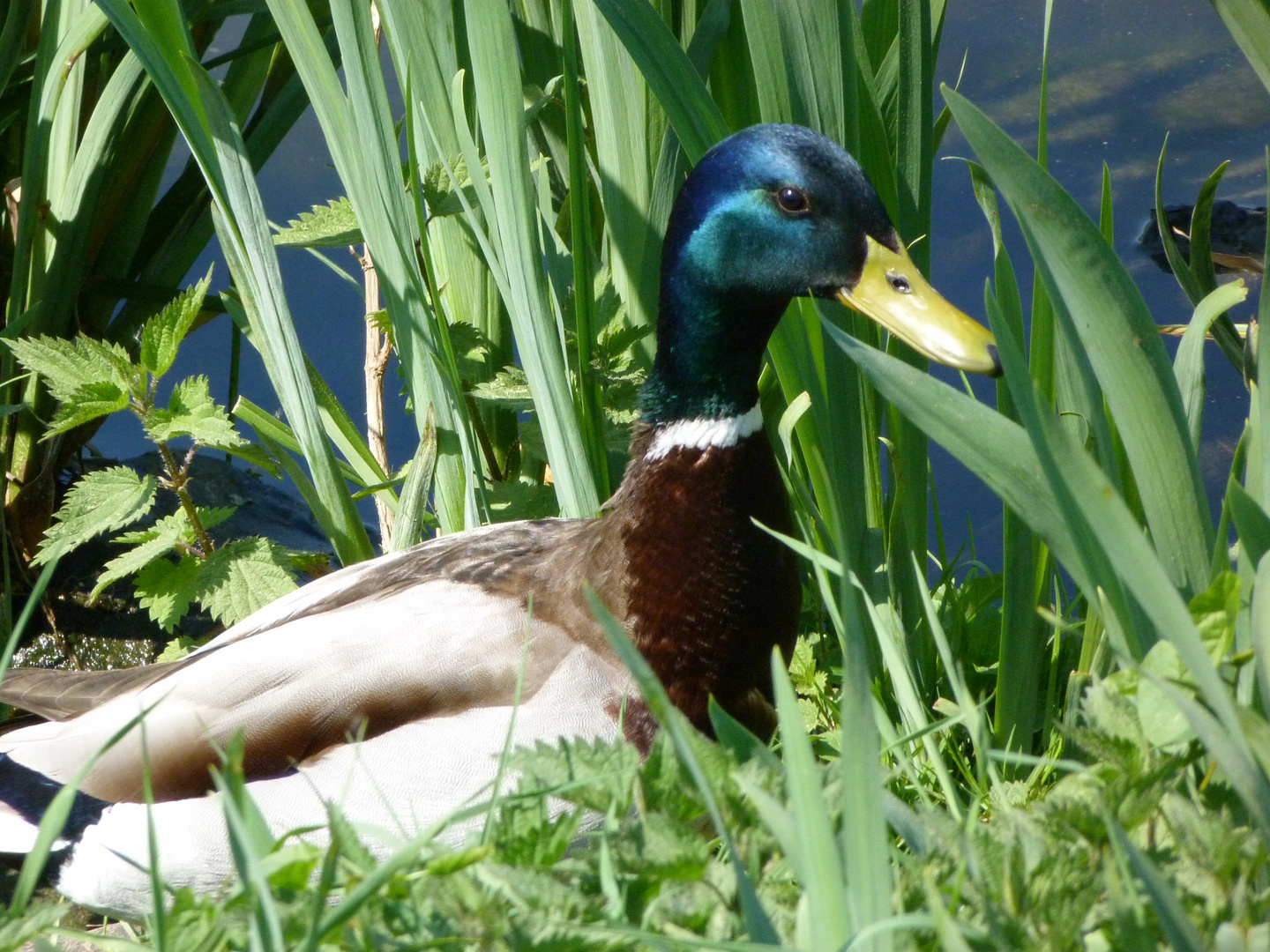 Ente am Kemnadersee