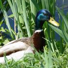 Ente am Kemnadersee