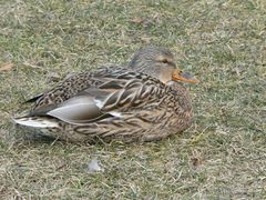 Ente am Mainufer