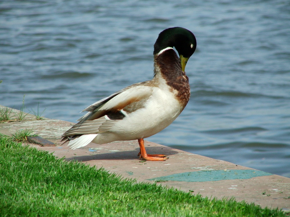 Ente am Mainufer in Frankfurt