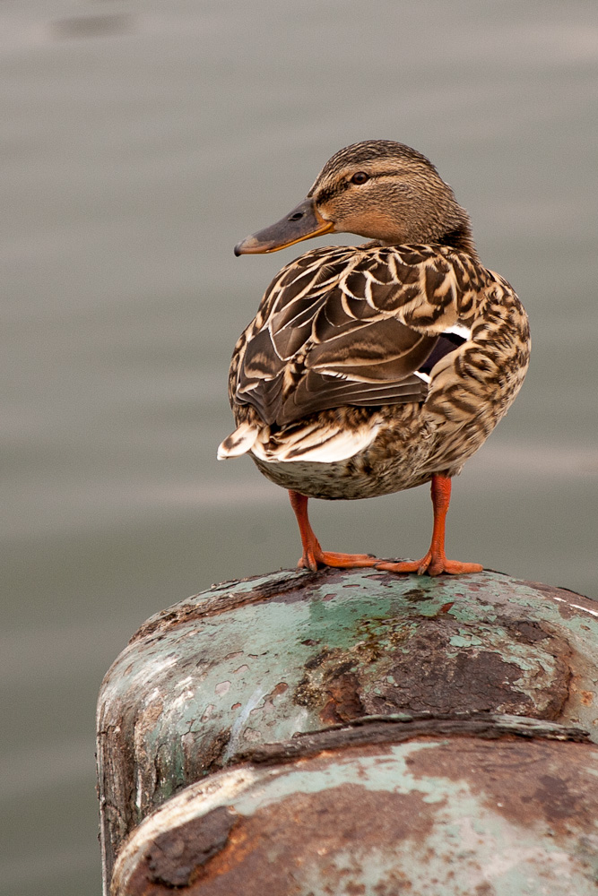 Ente am Maschsee Hannover