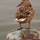 Ente am Maschsee Hannover