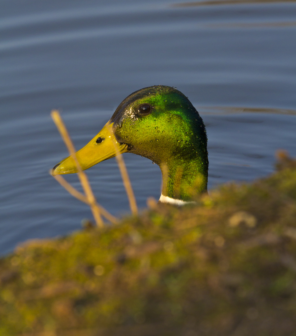 Ente am Mühlenteich