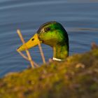 Ente am Mühlenteich