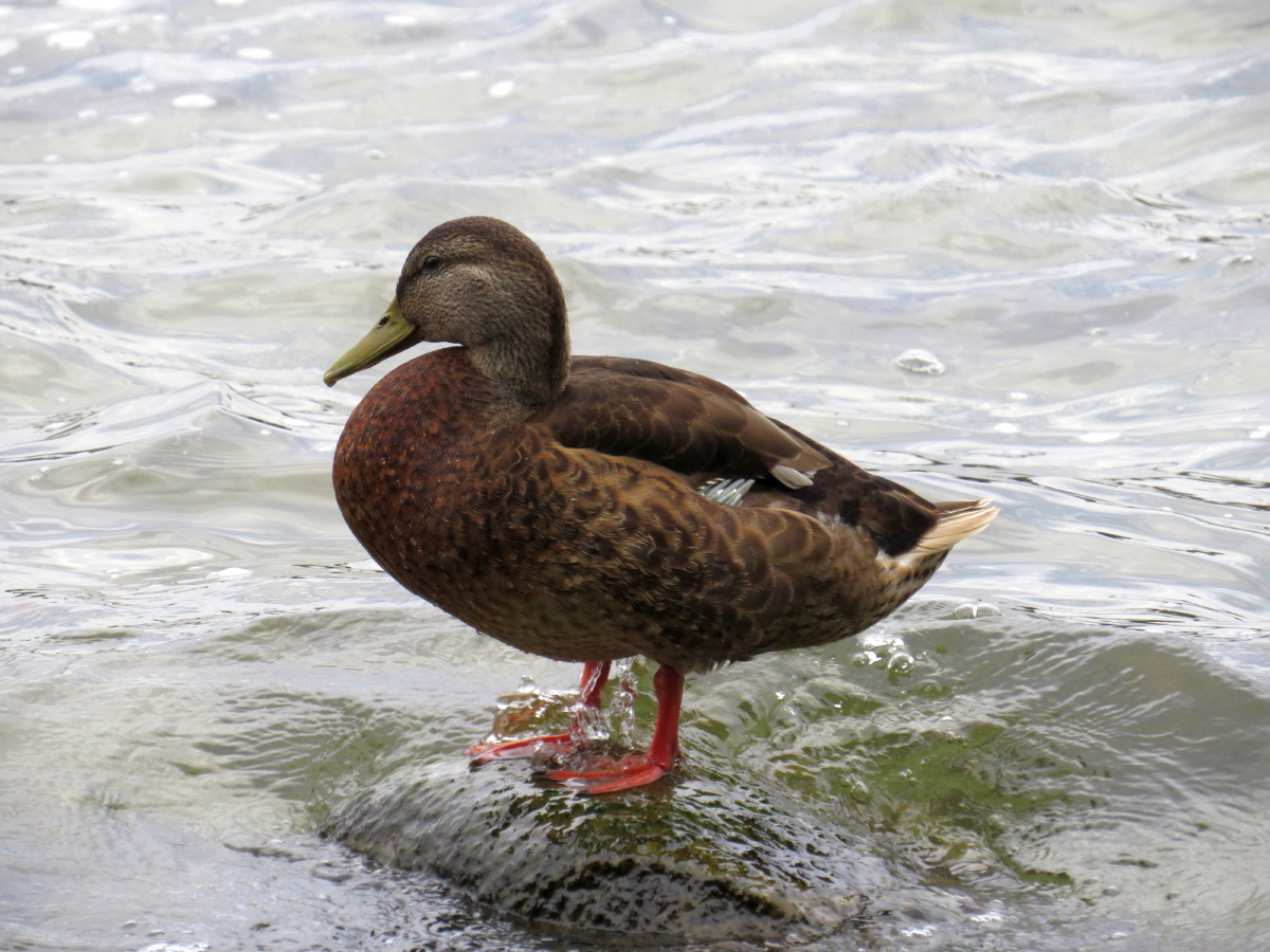 Ente am Plauer See III