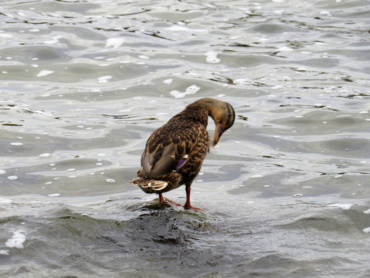 Ente am Plauer See IV