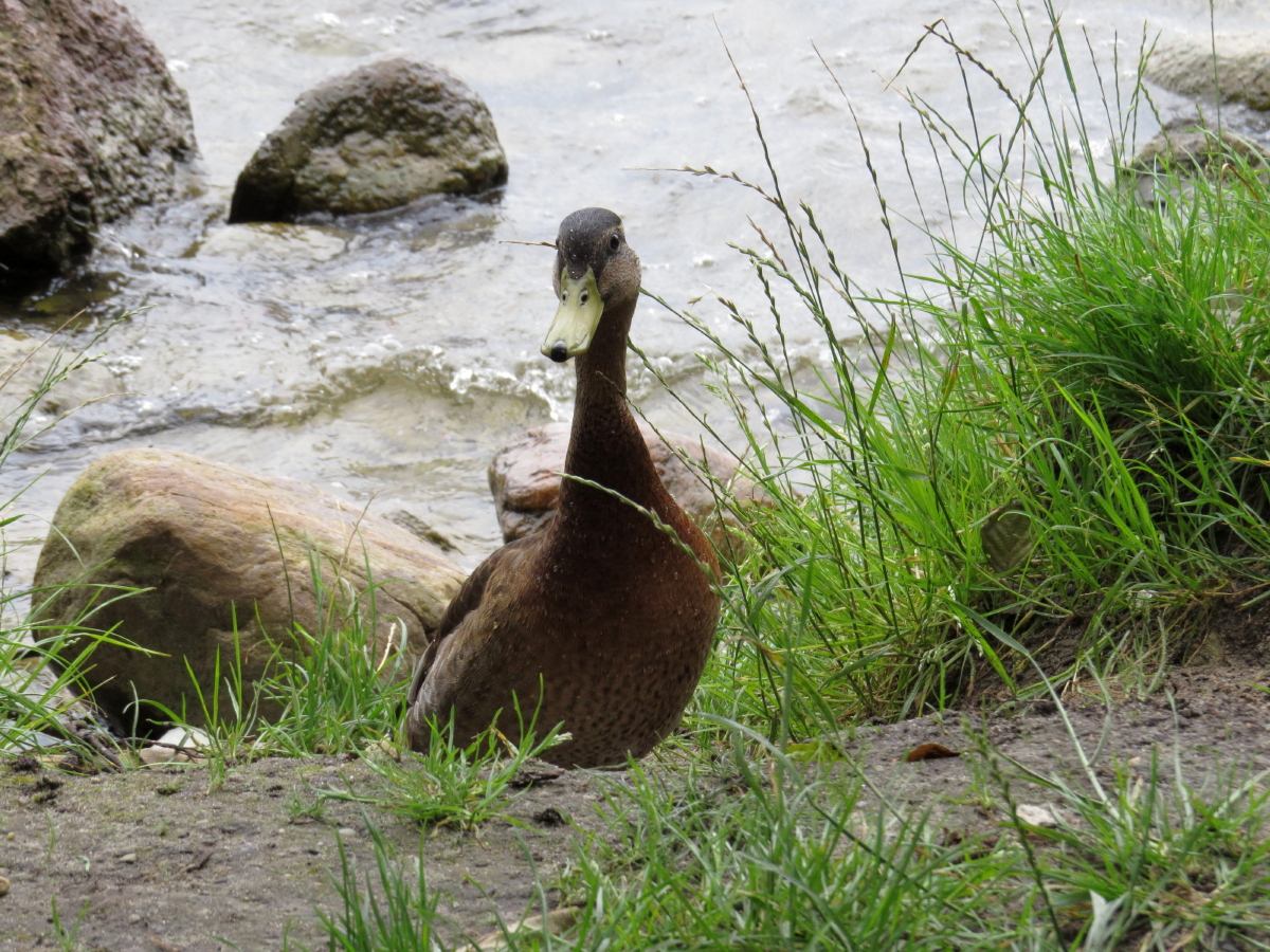 Ente am Plauer See IX