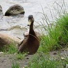 Ente am Plauer See IX