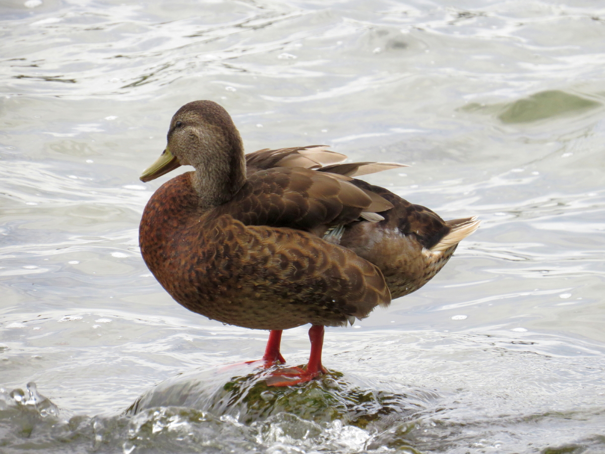 Ente am Plauer See VI