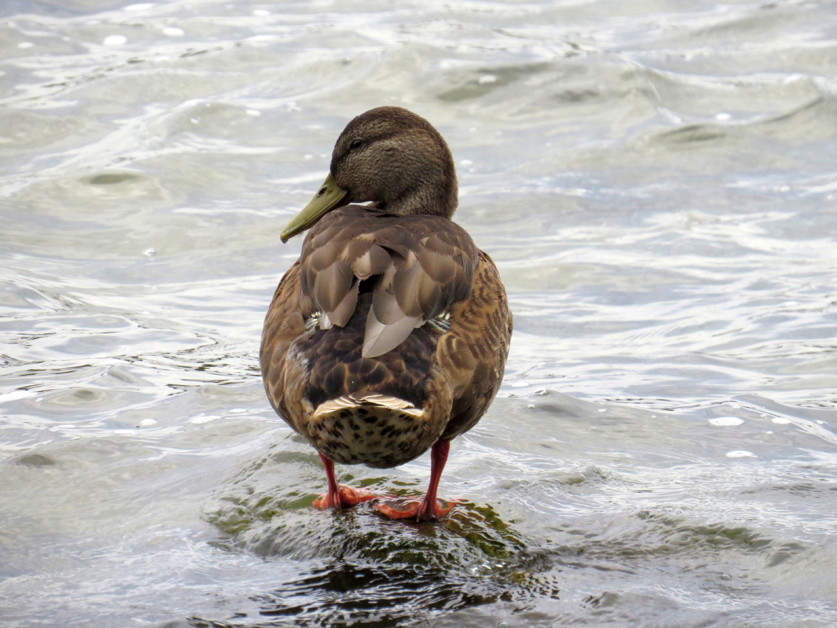 Ente am Plauer See VIII