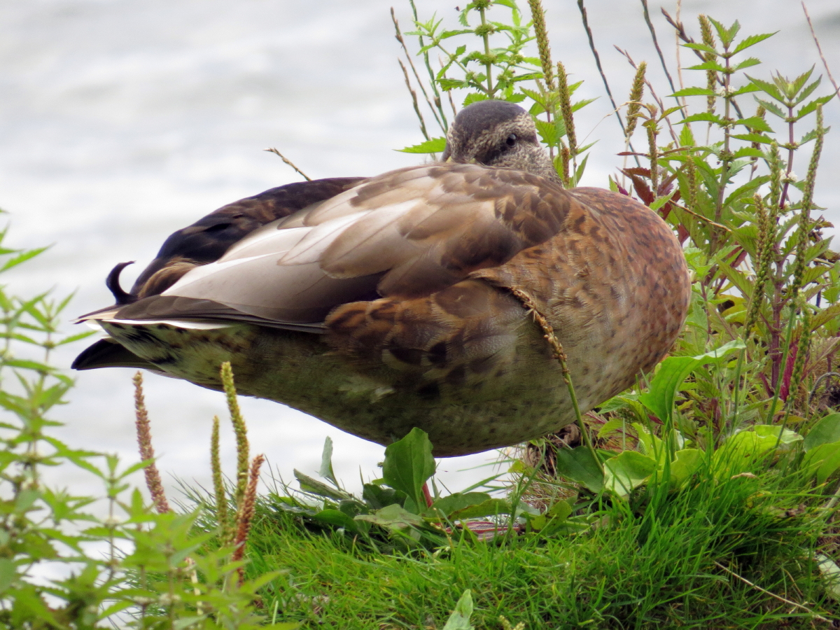 Ente am Plauer See X