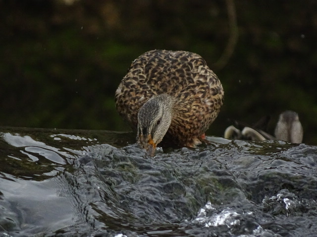 Ente am Rheinfall