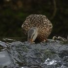 Ente am Rheinfall