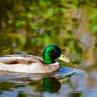 Ente am Rotbach Hiesfeld