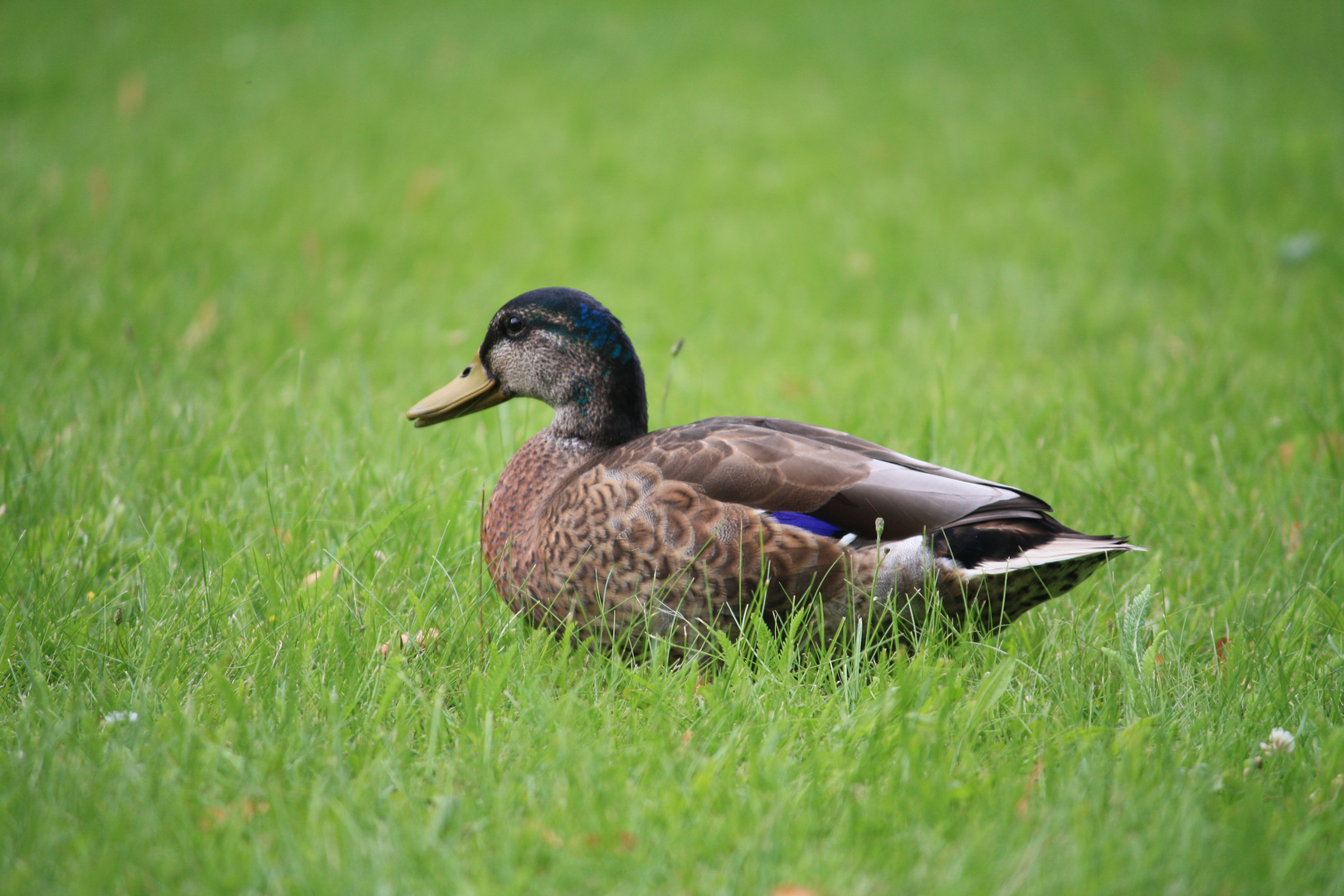 Ente am Schloss Schwerin