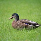 Ente am Schloss Schwerin