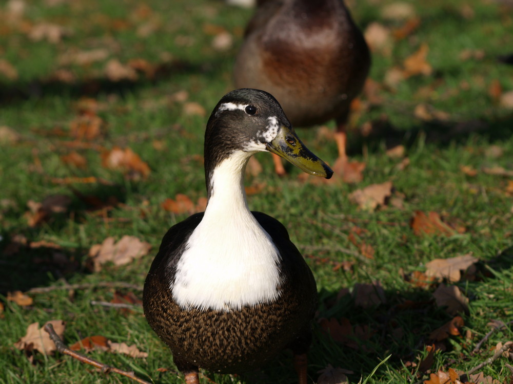 Ente am Schloßteich