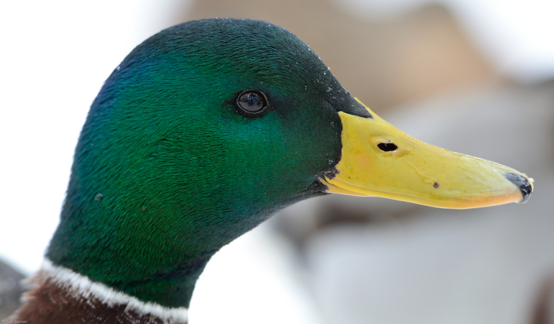 Ente am Schlossteich