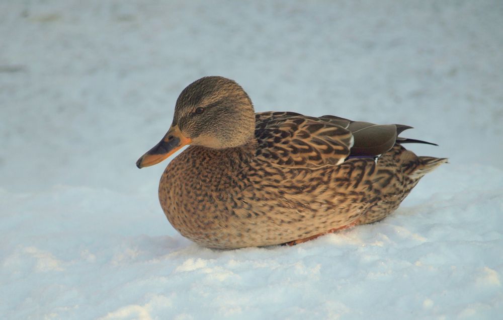 Ente am Schwanenteich im Winter