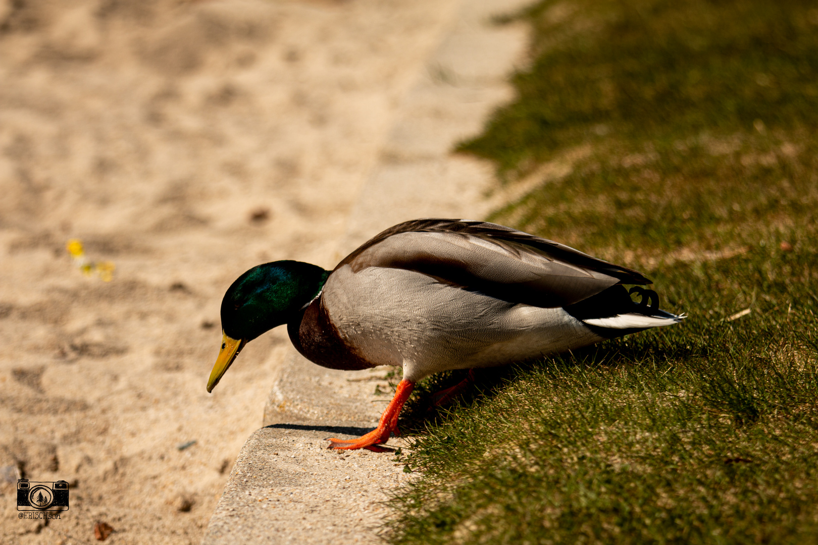 Ente am See