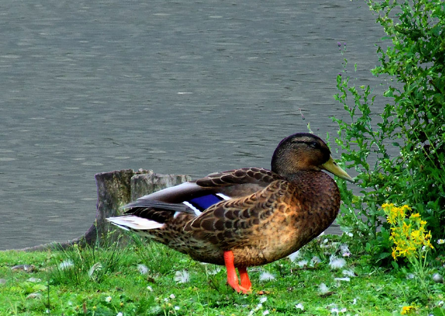 Ente am See