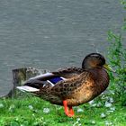 Ente am See