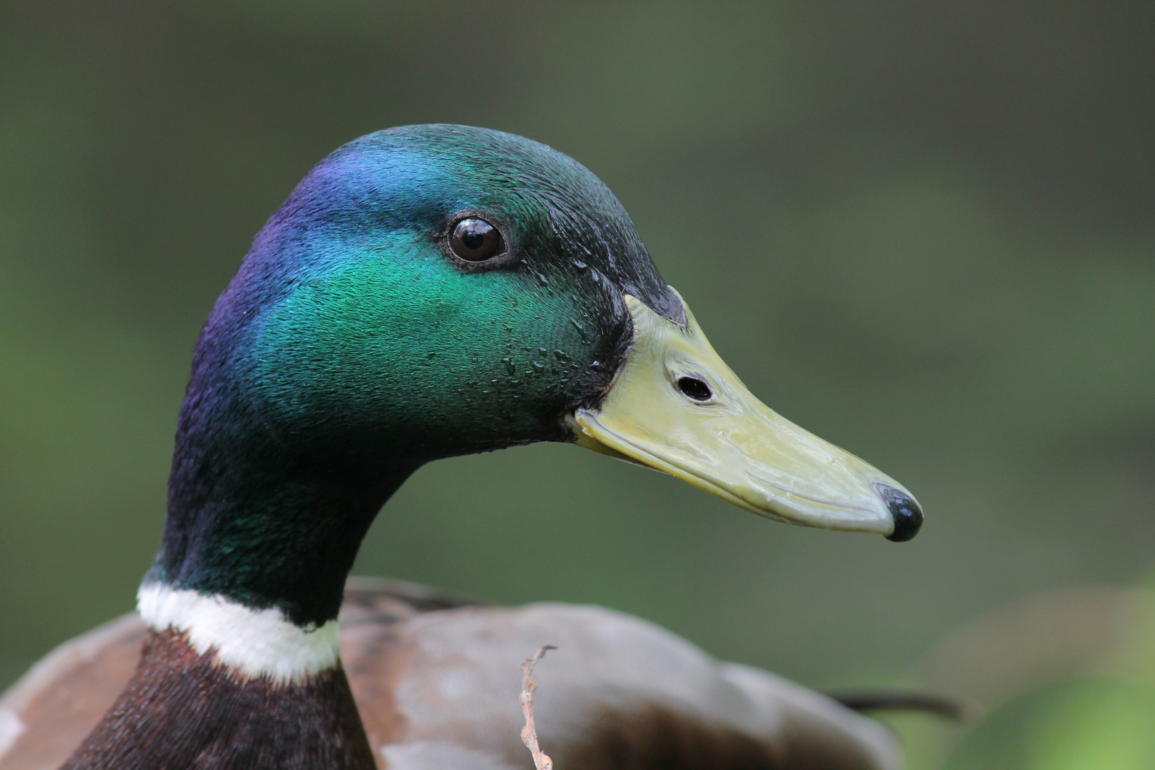 Ente am See