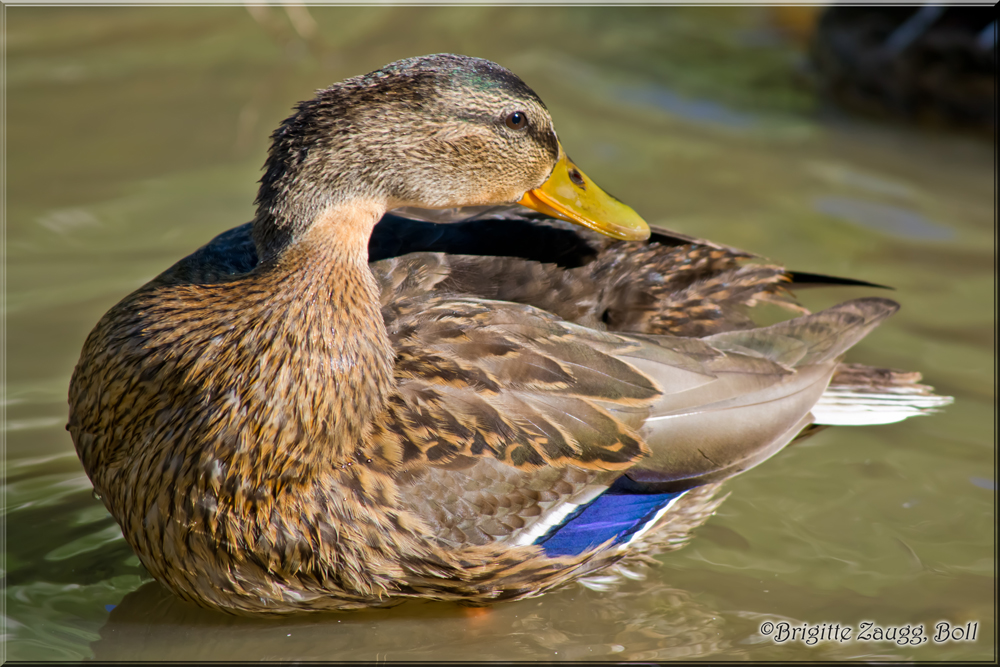 Ente am See