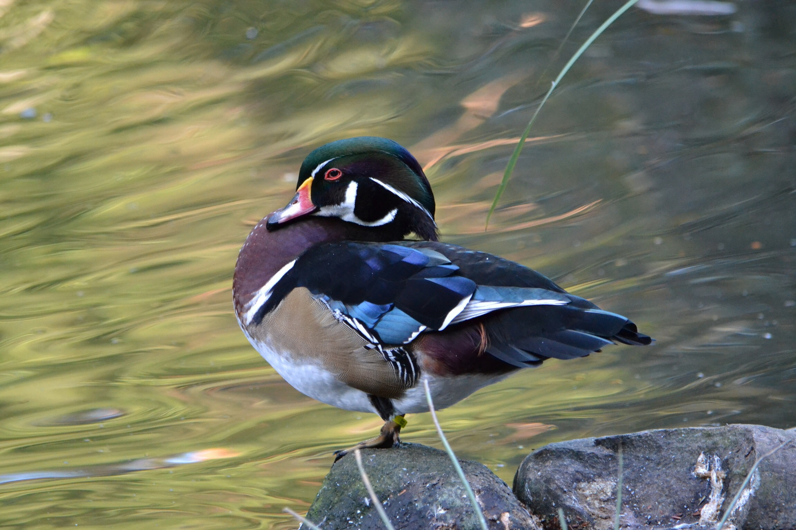 Ente am See