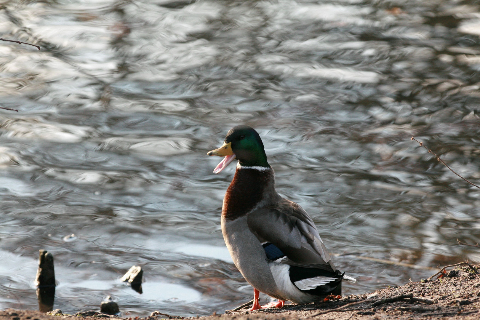 Ente am See