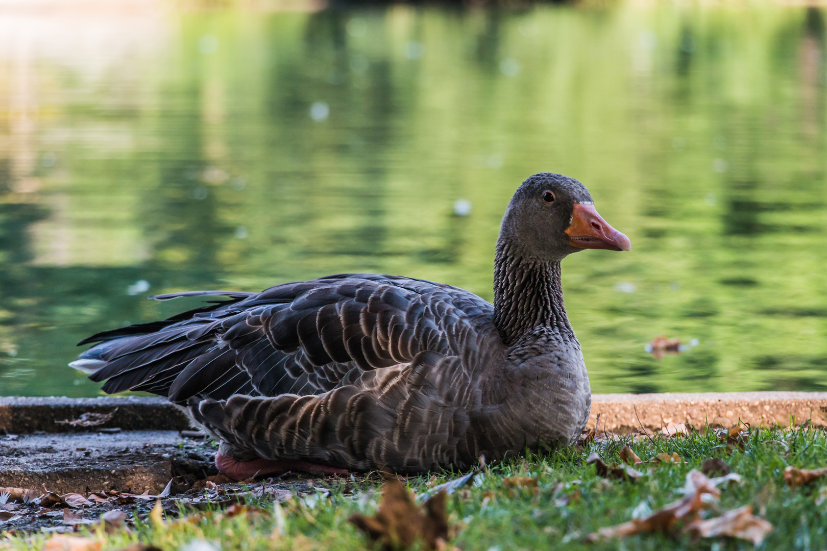 Ente am See I