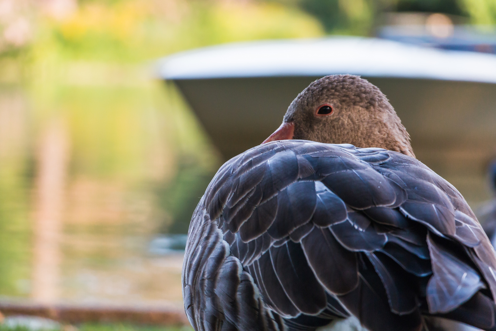 Ente am See II