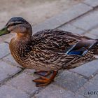 Ente am Seilersee (Iserlohn)