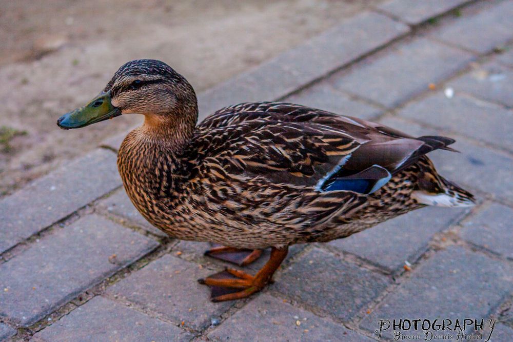 Ente am Seilersee (Iserlohn)